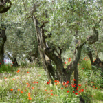 P1020431